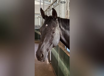Bayerisches Warmblut, Wallach, 22 Jahre, 170 cm, Rappe