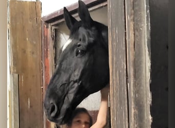 Bayerisches Warmblut, Wallach, 22 Jahre, 172 cm, Rappe