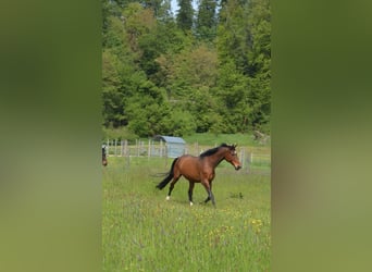 Bayerisches Warmblut, Wallach, 23 Jahre, 167 cm, Brauner