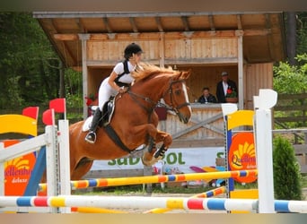 Bayerisches Warmblut, Wallach, 23 Jahre, 174 cm, Fuchs