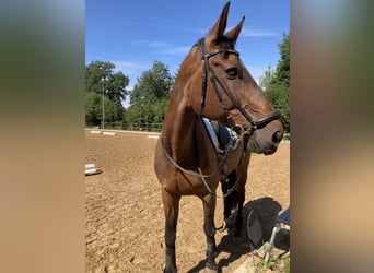 Bayerisches Warmblut, Wallach, 23 Jahre, 176 cm, Brauner