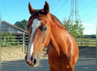 Bayerisches Warmblut, Wallach, 24 Jahre, 170 cm, Dunkelfuchs