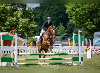 Bayerisches Warmblut, Wallach, 24 Jahre, Fuchs