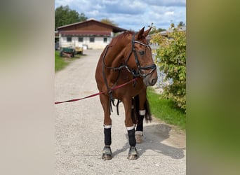 Bayerisches Warmblut, Wallach, 25 Jahre, 165 cm