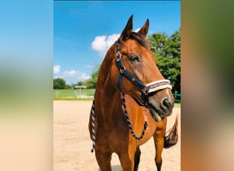 Bayerisches Warmblut, Wallach, 25 Jahre, 170 cm, Brauner