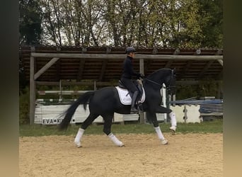 Bayerisches Warmblut, Wallach, 3 Jahre, 163 cm, Rappe