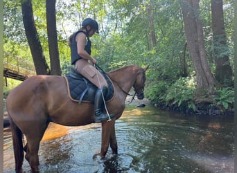Bayerisches Warmblut, Wallach, 3 Jahre, 164 cm, Fuchs