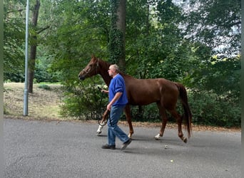 Bayerisches Warmblut, Wallach, 3 Jahre, 164 cm, Fuchs