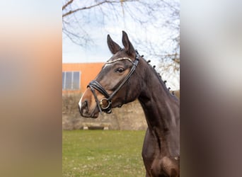 Bayerisches Warmblut, Wallach, 3 Jahre, 165 cm, Brauner