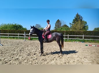 Bayerisches Warmblut, Wallach, 3 Jahre, 165 cm, Schimmel