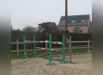 Bayerisches Warmblut, Wallach, 3 Jahre, 165 cm, Schimmel