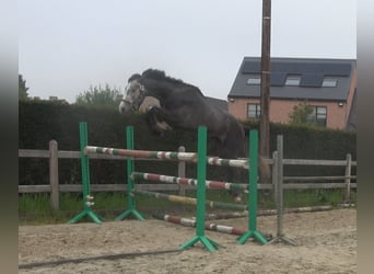 Bayerisches Warmblut, Wallach, 3 Jahre, 165 cm, Schimmel
