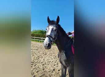 Bayerisches Warmblut, Wallach, 3 Jahre, 165 cm, Schimmel