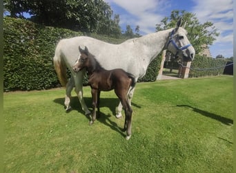 Bayerisches Warmblut, Wallach, 3 Jahre, 165 cm, Schimmel