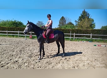 Bayerisches Warmblut, Wallach, 3 Jahre, 165 cm, Schimmel
