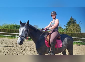 Bayerisches Warmblut, Wallach, 3 Jahre, 165 cm, Schimmel