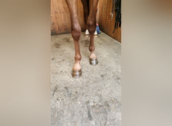 Bayerisches Warmblut, Wallach, 3 Jahre, 170 cm, Fuchs