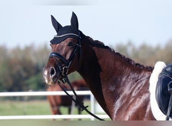 Bayerisches Warmblut, Wallach, 3 Jahre, 170 cm, Fuchs