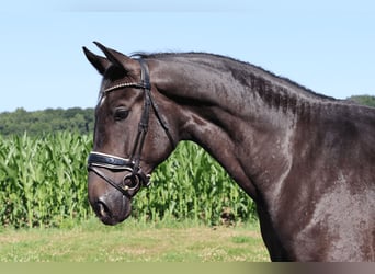 Bayerisches Warmblut, Wallach, 3 Jahre, 170 cm, Rappe