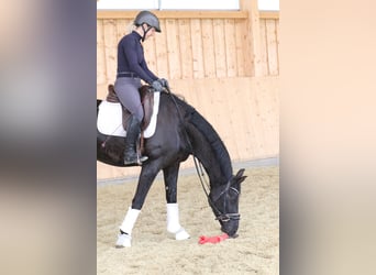 Bayerisches Warmblut, Wallach, 4 Jahre, 161 cm, Schwarzbrauner