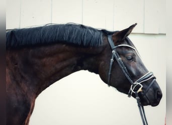 Bayerisches Warmblut, Wallach, 4 Jahre, 161 cm, Schwarzbrauner