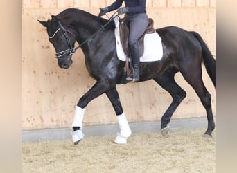 Bayerisches Warmblut, Wallach, 4 Jahre, 161 cm, Schwarzbrauner