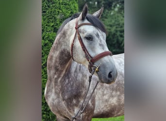 Bayerisches Warmblut, Wallach, 4 Jahre, 163 cm, Apfelschimmel