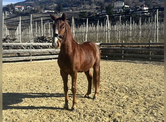 Bayerisches Warmblut, Wallach, 4 Jahre, 164 cm, Fuchs
