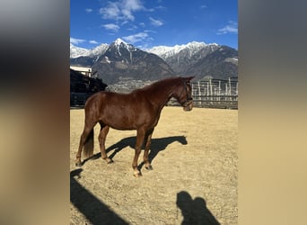 Bayerisches Warmblut, Wallach, 4 Jahre, 164 cm, Fuchs