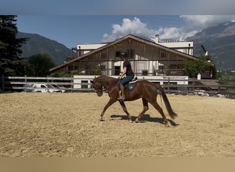 Bayerisches Warmblut, Wallach, 4 Jahre, 164 cm, Fuchs