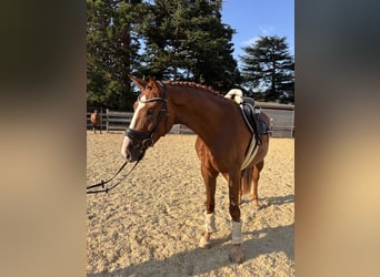 Bayerisches Warmblut, Wallach, 4 Jahre, 164 cm, Fuchs