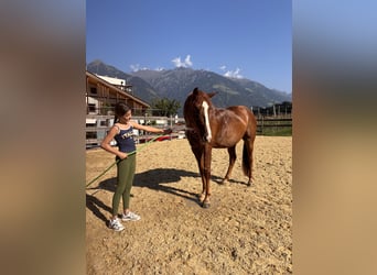 Bayerisches Warmblut, Wallach, 4 Jahre, 164 cm, Fuchs