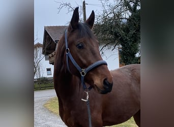 Bayerisches Warmblut, Wallach, 4 Jahre, 167 cm, Brauner