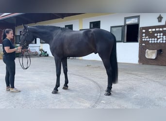 Bayerisches Warmblut, Wallach, 4 Jahre, 173 cm, Rappe