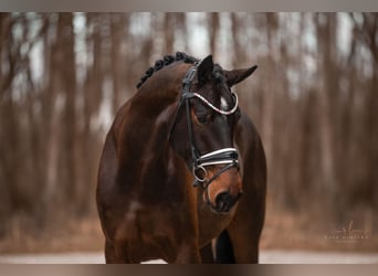 Bayerisches Warmblut, Wallach, 4 Jahre, 174 cm, Brauner