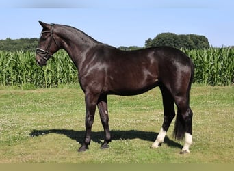 Bayerisches Warmblut, Wallach, 4 Jahre, 174 cm, Dunkelbrauner