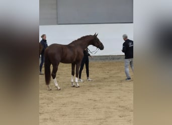 Bayerisches Warmblut, Wallach, 4 Jahre, 174 cm, Dunkelfuchs