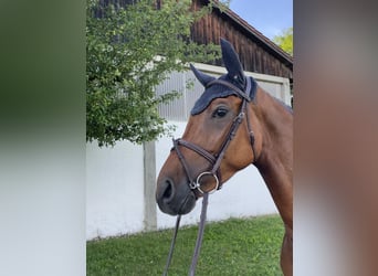 Bayerisches Warmblut, Wallach, 5 Jahre, 167 cm, Brauner