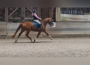 Bayerisches Warmblut, Wallach, 5 Jahre, 170 cm, Fuchs