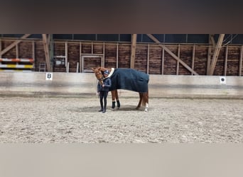 Bayerisches Warmblut, Wallach, 5 Jahre, 170 cm, Fuchs