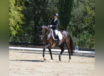 Bayerisches Warmblut, Wallach, 5 Jahre, 170 cm, Rappe