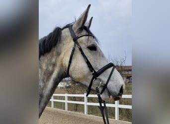 Bayerisches Warmblut, Wallach, 5 Jahre, 170 cm, Schimmel