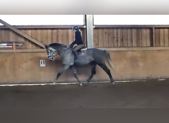Bayerisches Warmblut, Wallach, 5 Jahre, 172 cm, Apfelschimmel