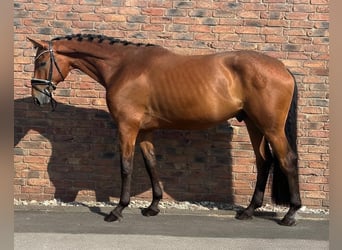 Bayerisches Warmblut, Wallach, 5 Jahre, 172 cm, Brauner