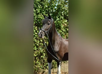 Bayerisches Warmblut, Wallach, 6 Jahre, 155 cm, Schecke