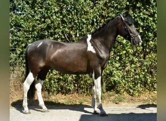 Bayerisches Warmblut, Wallach, 6 Jahre, 155 cm, Schecke