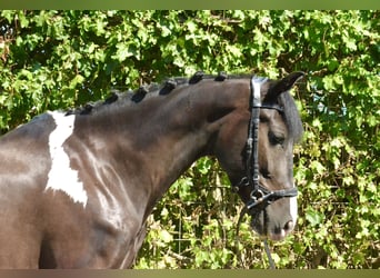 Bayerisches Warmblut, Wallach, 6 Jahre, 155 cm, Schecke