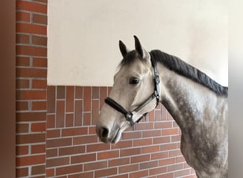 Bayerisches Warmblut, Wallach, 6 Jahre, 165 cm, Schimmel