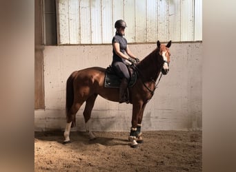 Bayerisches Warmblut, Wallach, 6 Jahre, 166 cm, Fuchs