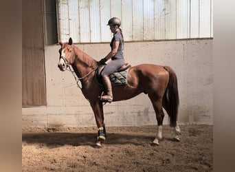Bayerisches Warmblut, Wallach, 6 Jahre, 166 cm, Fuchs